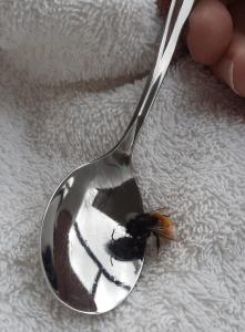 Jacquelien 02 - Uitgehongerde hommel